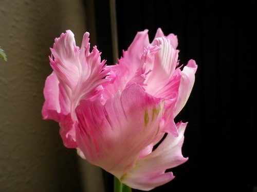 IMGP8465.jpg