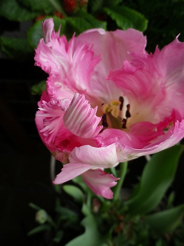 chu_20120421095226.jpg