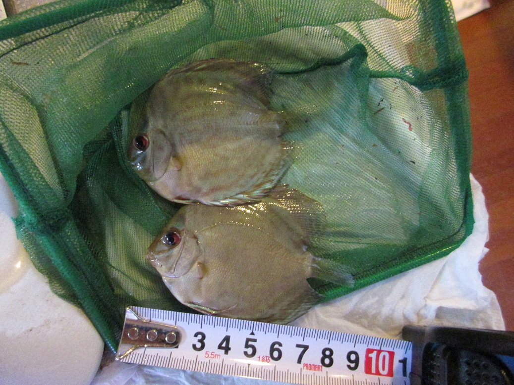 陸に上がった河童