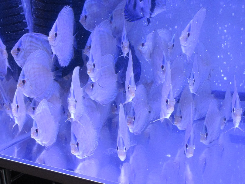 青が強くこんな感じです。