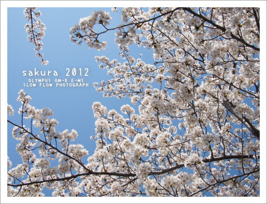 1204sakura04