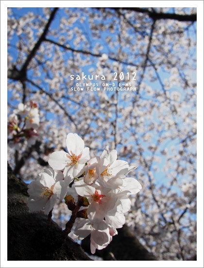 1204sakura16