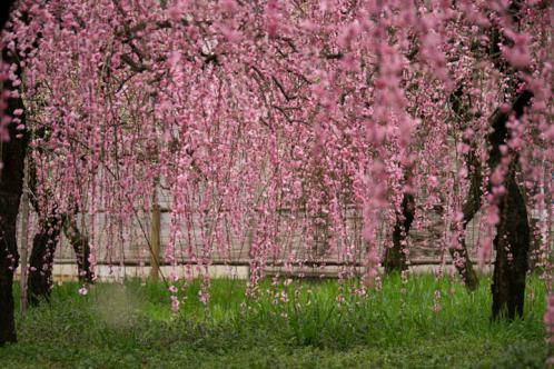Photo-77