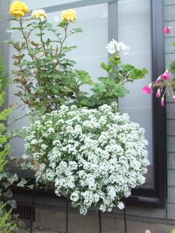 寄せ植えのアリッサム