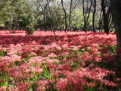 巾着田 彼岸花