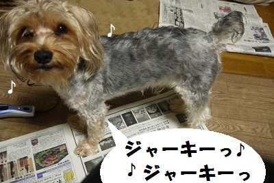 dog121_20130725032632.jpg