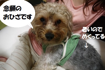dog23_20130602070306.jpg