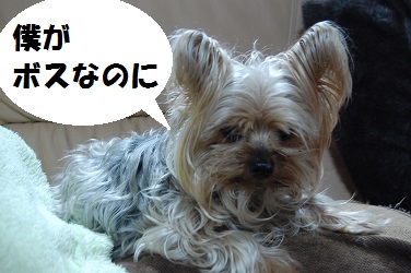 dog2_20130402032224.jpg