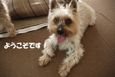 dog31_20130617170509.jpg