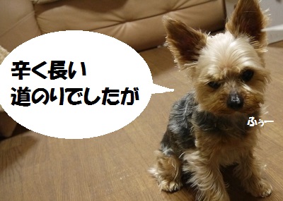 dog48_20130627211857.jpg