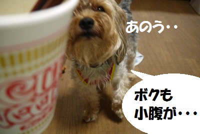 dog53_20130628024313.jpg