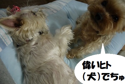 dog61_20130702151805.jpg