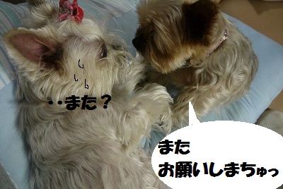 dog62_20130702151806.jpg