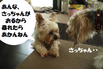 dog77.jpg