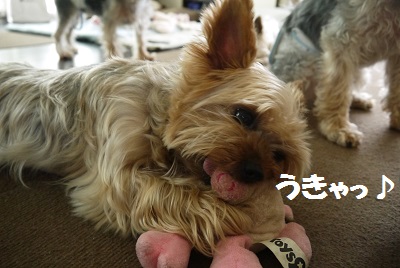 dog79_20130710053538.jpg