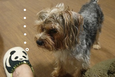 dog96_20130720013939.jpg