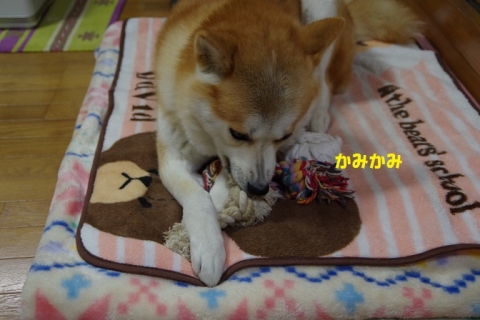 004うめちゃん20131214