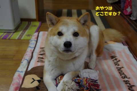 006うめちゃん20131214
