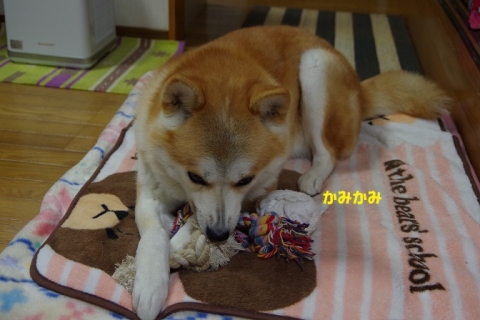 012うめちゃん20131214
