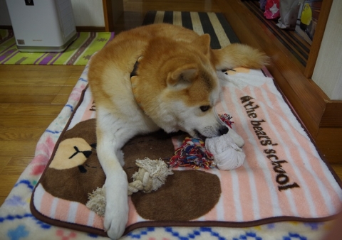 023うめちゃん20131214