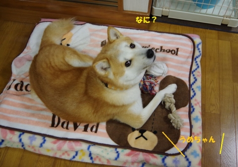 027うめちゃん20131214