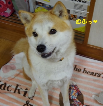 040うめちゃん20131214