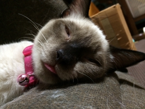 20140827あなご君