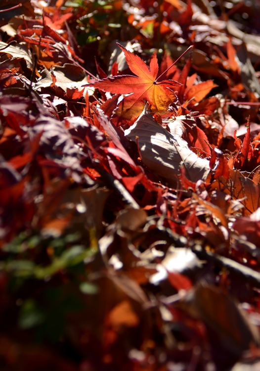 オチバ2DSC_6568