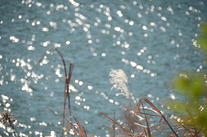 カワDSC_7126