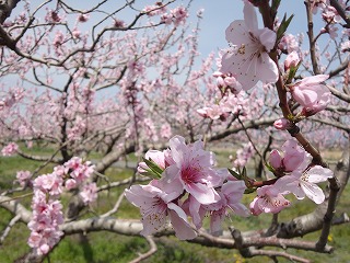 s-DSC01204_20120414131459.jpg