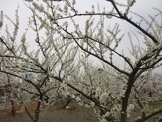 s-DSC01208_20120414131633.jpg