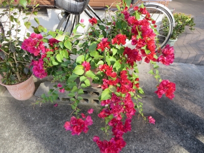 ブーゲンビリアと自転車