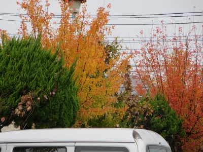 まちの紅葉