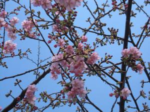 誕生寺の桜