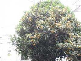 枇杷(びわ)の季節です