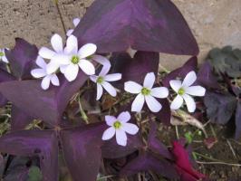 元町あたり、花壇で見かけた
