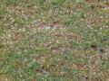 Golf_120504-3
