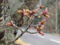 桜の蕾