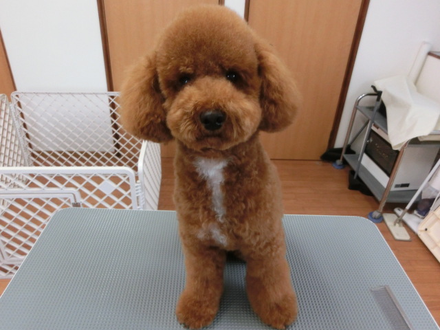Oパルルちゃん