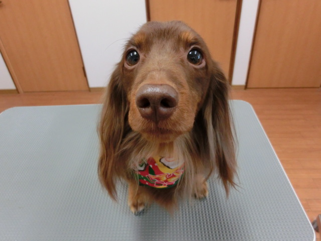 Aシュガーちゃん