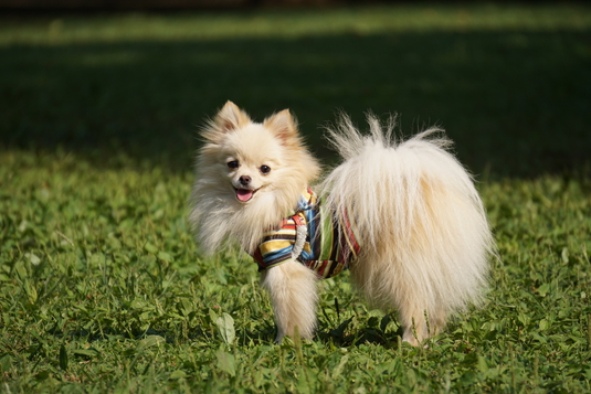 535px20141004_MiTo-002.jpg