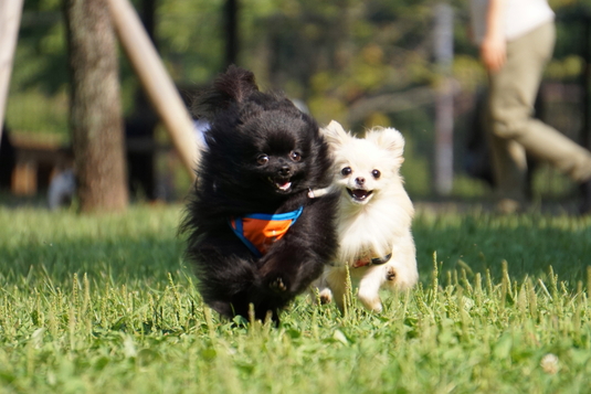 535px20141004_sibling-001.jpg