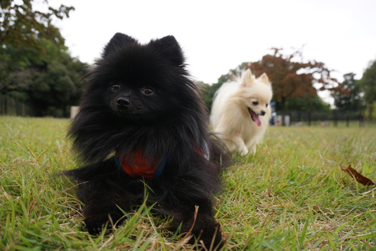 535px20141004_sibling-003.jpg