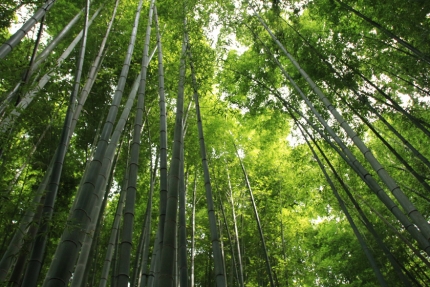 報国寺 023