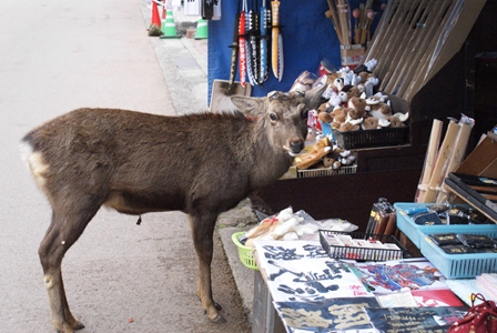 DSC06550_R.jpg
