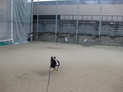 IMG_3227_R.jpg