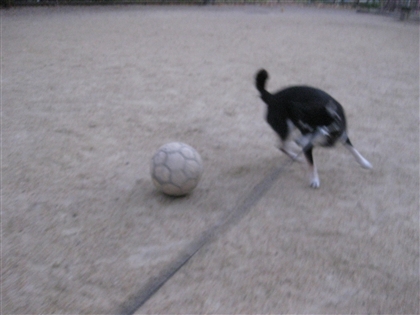 IMG_3231_R.jpg