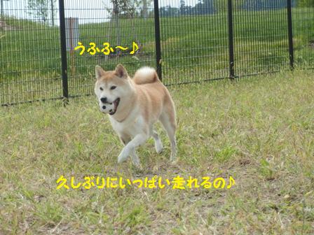 走れる