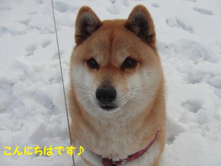 さくらちゃん