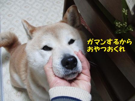 ガマン